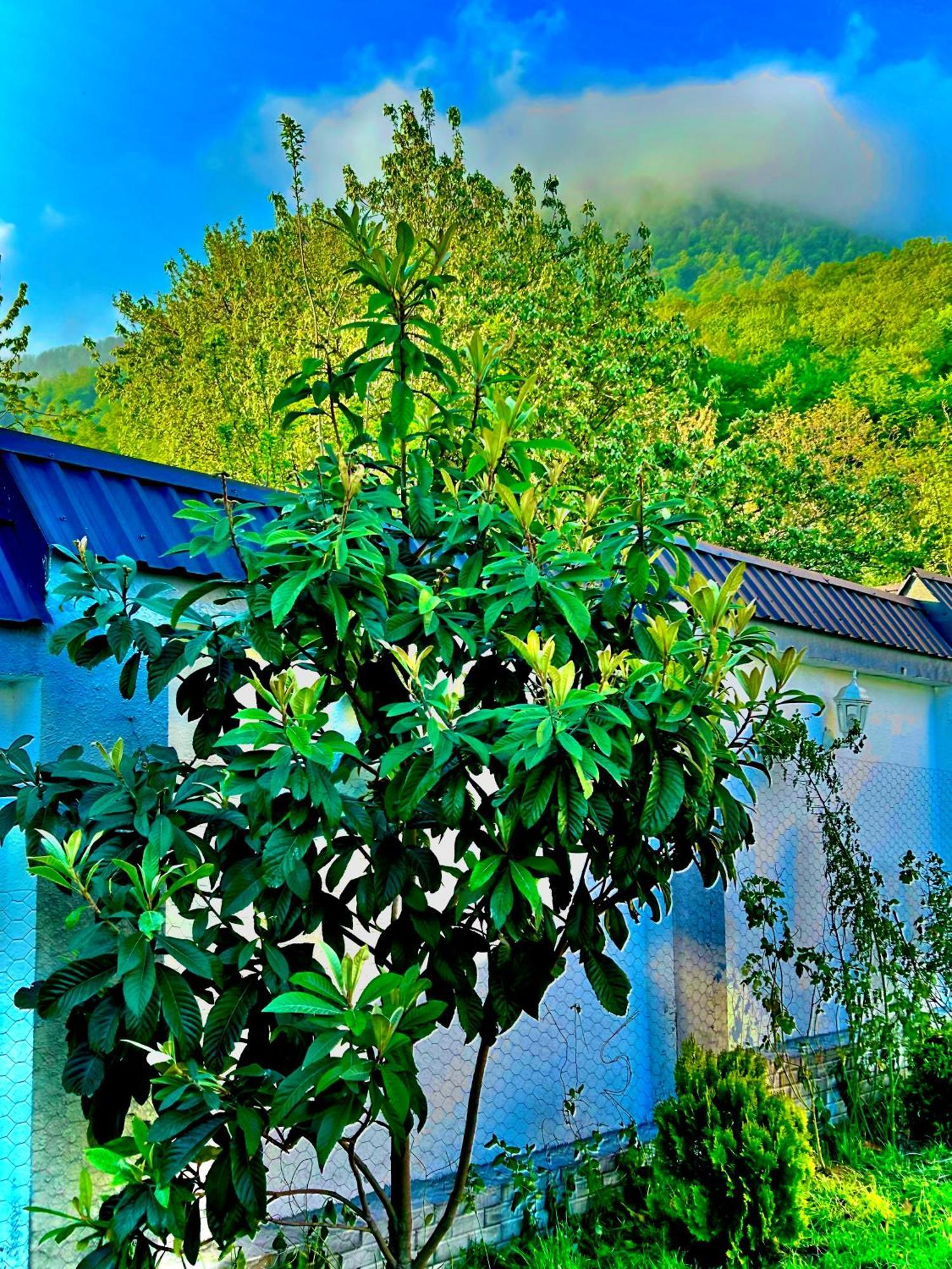 Qafqaz Mountside Chalet غابالا المظهر الخارجي الصورة